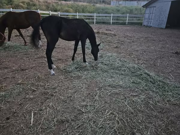Ձի, Akhal-Teke