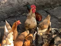 Chickens — լուսանկար 2