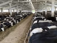 Կով, Yaroslavl cattle — լուսանկար 4