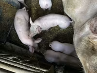 नर सूअर, सूअर — फ़ोटो 5