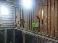 Chickens — फ़ोटो 4
