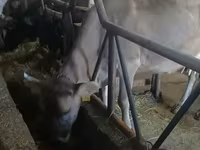 Kuh, Swiss cattle — Foto 2