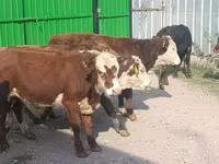 ثور, الماشية — الصورة 3