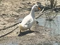 Өрдөктөр — сүрөт 1