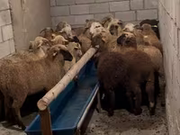 Խոյ, Merino sheep — լուսանկար 7