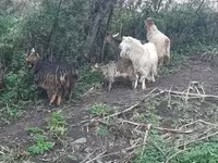 Արու այծ, Այծեր — լուսանկար 3