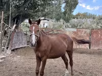 Էգ ձի, Friesian sport horse — լուսանկար 3