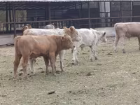 Bull, Auliekol breed — photo 1