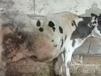 ԽՍԿ (խումբ, սեռը նշված չէ), Russian Black pied cattle — լուսանկար 3