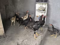Chickens — Foto 4