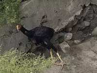 Ինդիան Գեյմ — լուսանկար 2