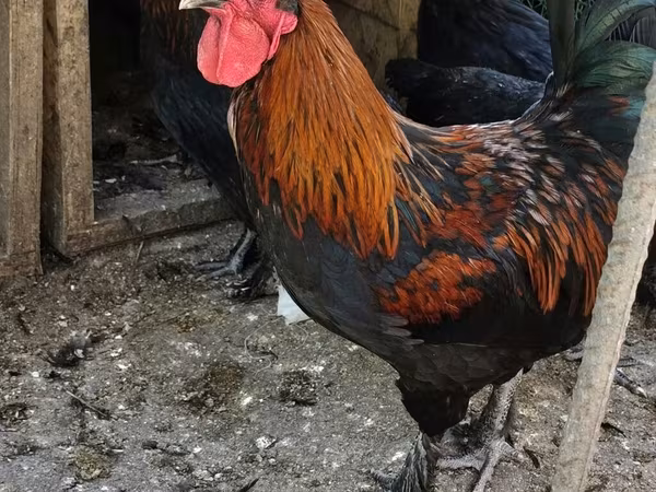 Маран