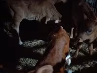 Bull, Cattle — photo 1