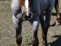 Yegua, Quarter Horse — foto 5
