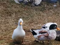 Ducks — photo 4
