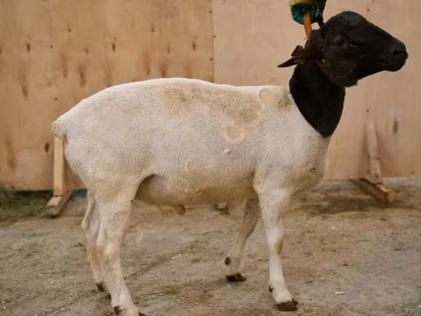 Խոյ, Dorper sheep