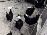 पोलिश — फ़ोटो 3