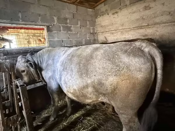 Toro, Ganado vacuno