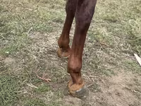 Horse (M), Arabian horse — photo 4