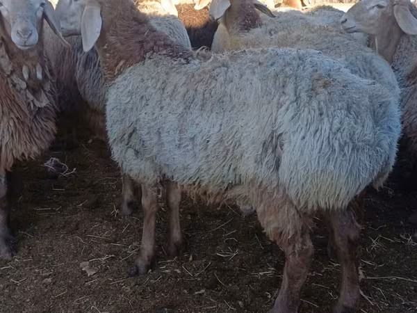 Widder, Arashan sheep