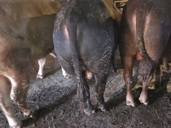 Бұқа, Simmental cattle