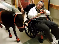 Ձի, Miniature horse — լուսանկար 1