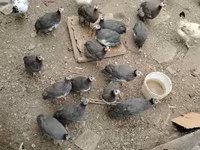 पर्ल ग्रे — फ़ोटो 1