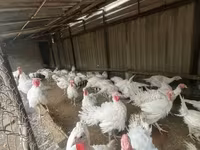 Turkeys — photo 3