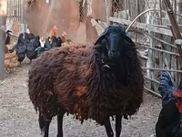 Ոչխար, Karabakh sheep — լուսանկար 1