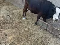 Cow, Cattle — photo 3