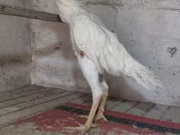 Chickens — լուսանկար 1