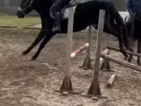 Horse (M), Hungarian horse breed — photo 2