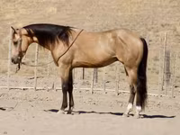 Hengst, Quarter Horse — Foto 6