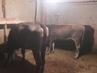 Bull, Cattle — photo 3