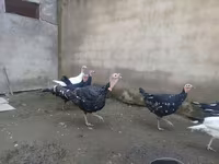 Geese — الصورة 3