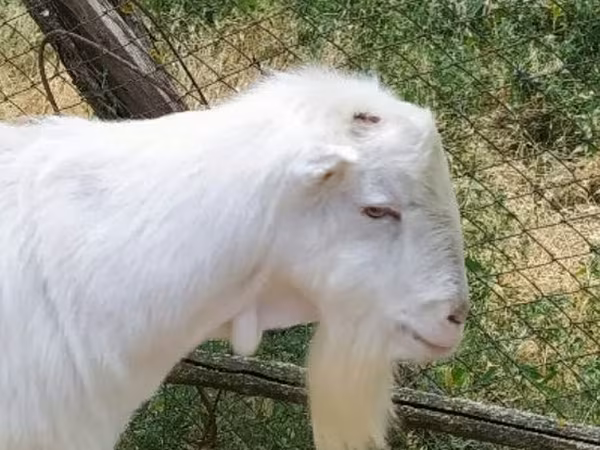 Արու այծ, LaMancha goats