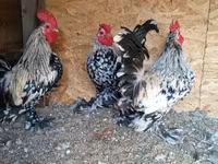 Bantam — Foto 3