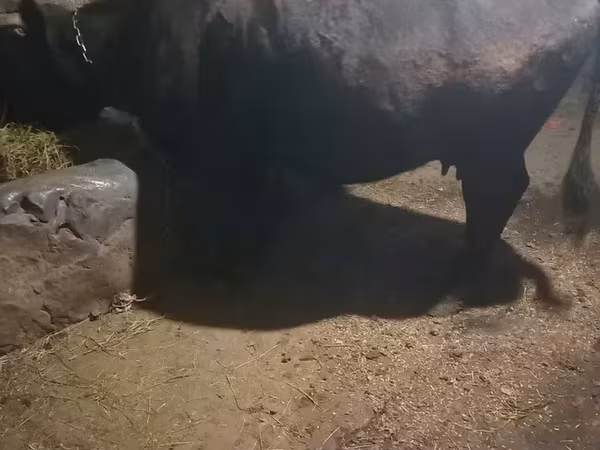 Կով, Խոշոր եղջերավոր — Հայաստան