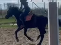 公马, Hungarian horse breed — 照片 3