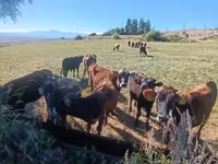 Ցուլ, Խոշոր եղջերավոր — լուսանկար 1