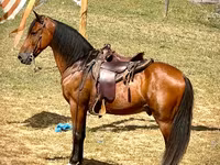 Ձի, Tennessee Walking Horse — լուսանկար 3