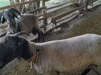 Ոչխարներ (խումբ, սեռը նշված չէ), Merino sheep — լուսանկար 4