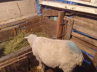 Խոյ, Merino sheep — լուսանկար 2