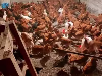 Chickens — լուսանկար 7