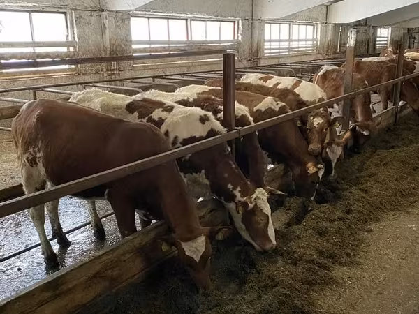 Կով, Այրշիրական