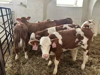 सांड, Simmental cattle — फ़ोटो 1