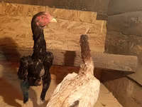 Chickens — फ़ोटो 1