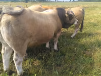 Ցուլ, Aubrac cattle — լուսանկար 3