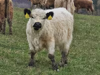 Kuh, Galloway-Rind — Foto 8