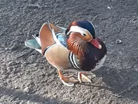 Ducks — Foto 4